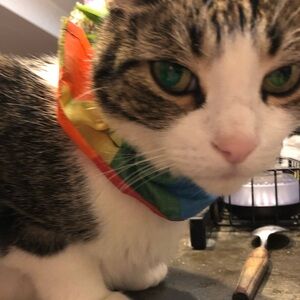 Bird Safety Ruffle with Breakaway Collar